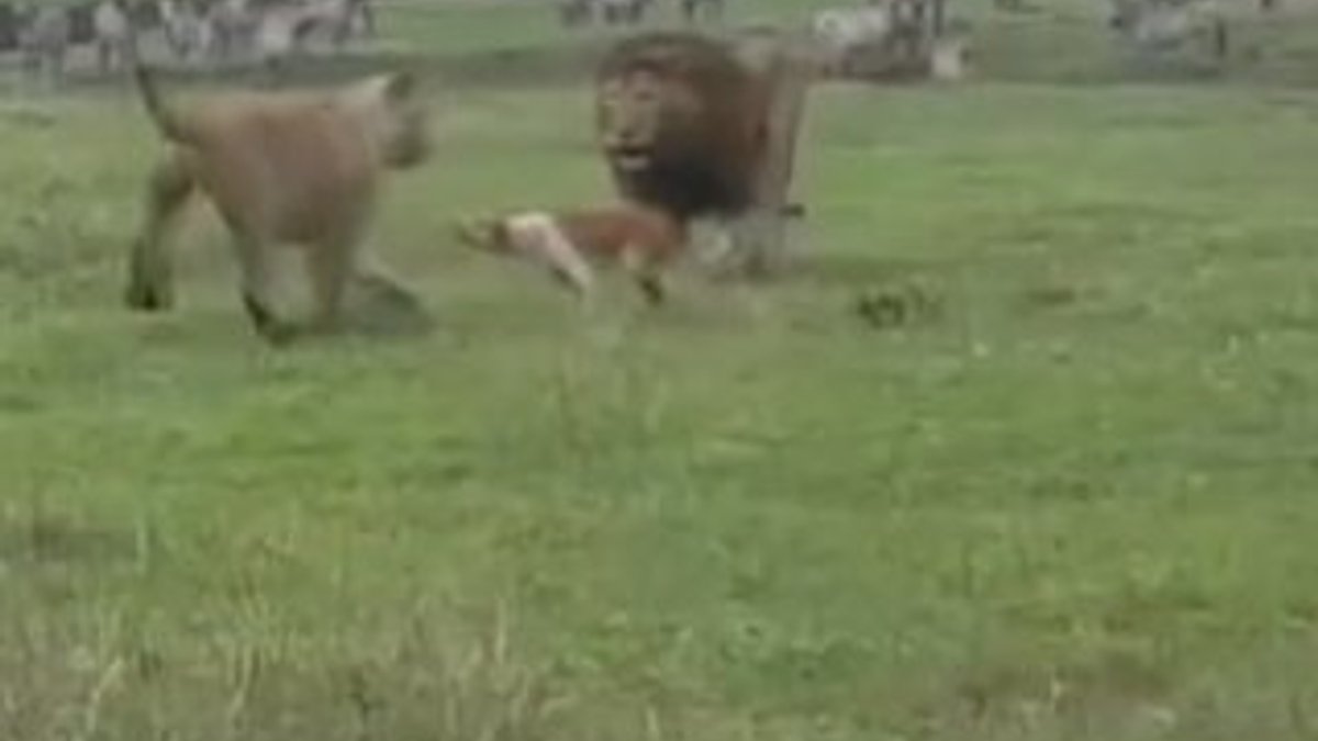 Tanzanya'da aslanlara kafa tutan köpek