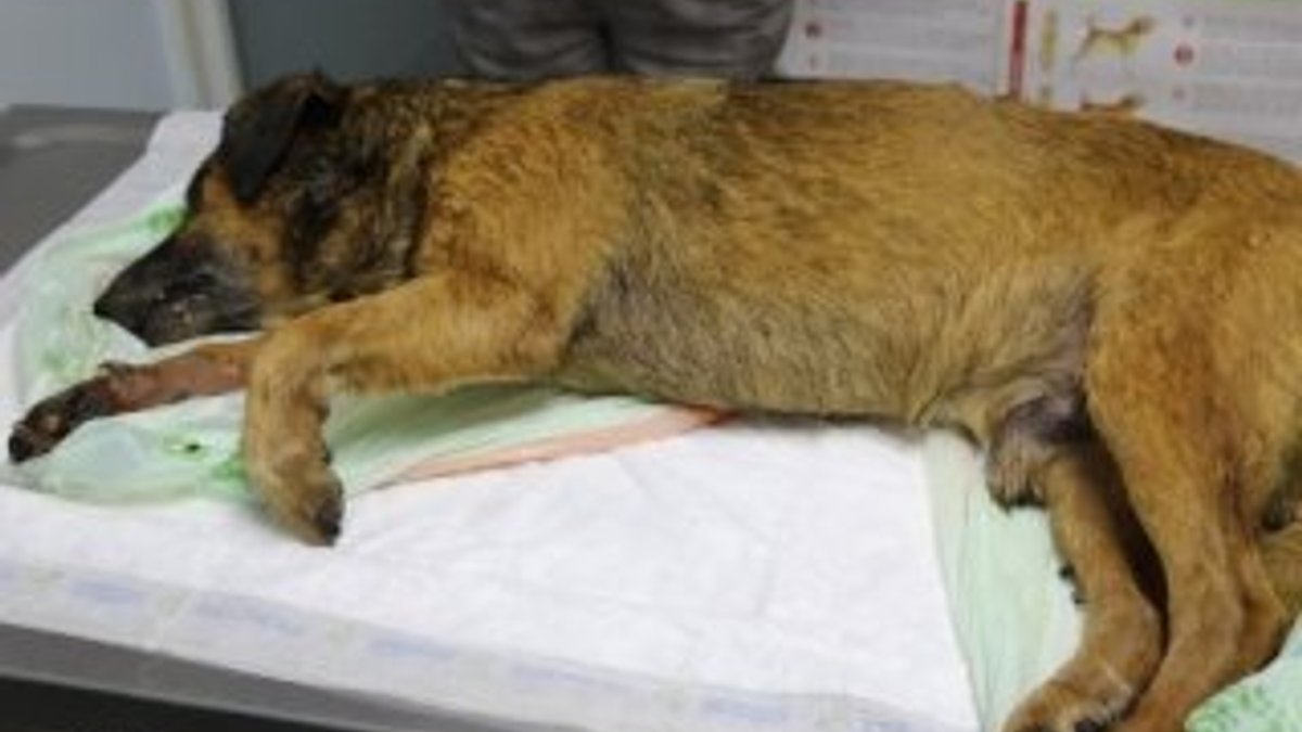 Marmaris'te 2 köpek zehirlenerek öldürüldü