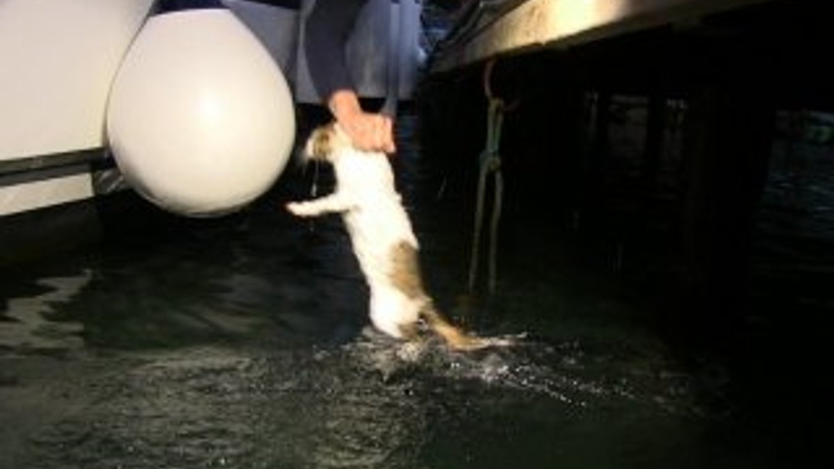 Köpekten kaçan kedi denize atladı