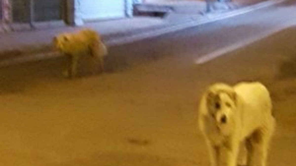 Silvan’da başıboş dolaşan köpekler korku salıyor