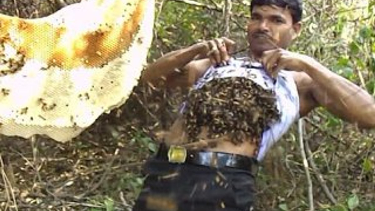 Arıları tişörtünün içine dolduran bal toplayıcısı
