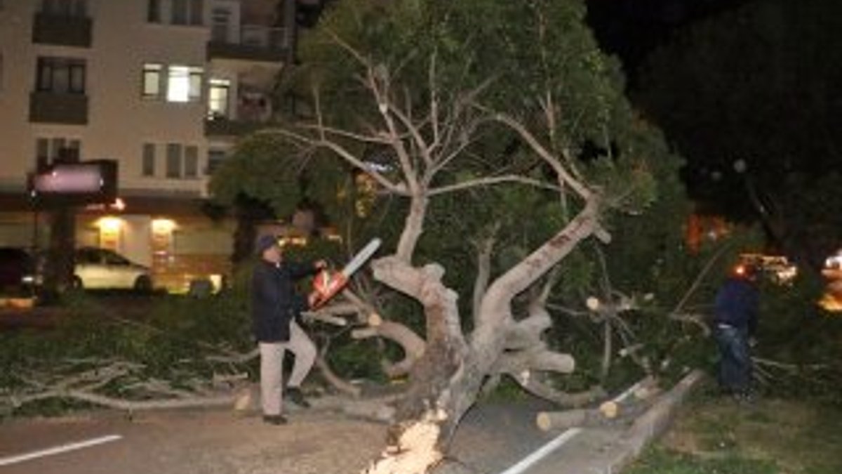 Antalya’da şiddetli rüzgar ağaçları kökünden söktü