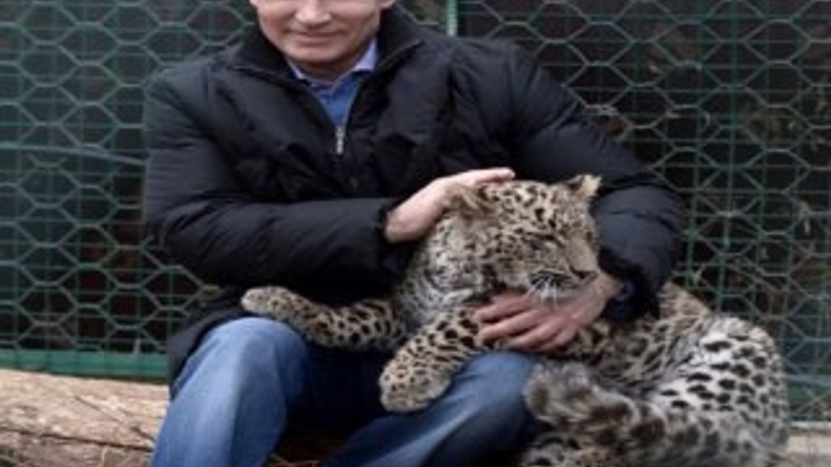 Putin'in doğaya salınan leoparı ölü bulundu