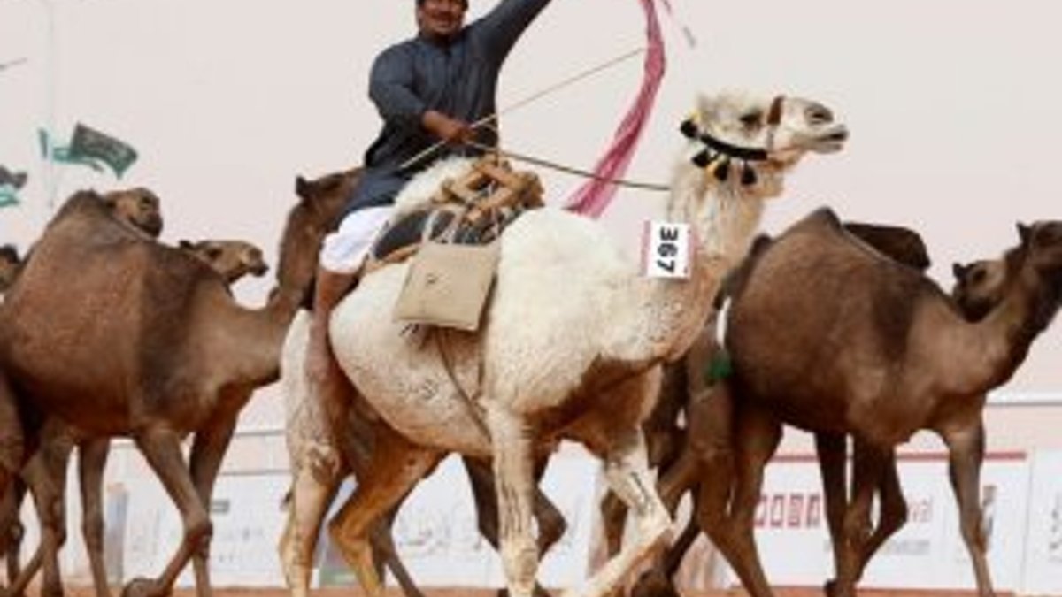 Botokslu develer yarışmadan diskalifiye edildi