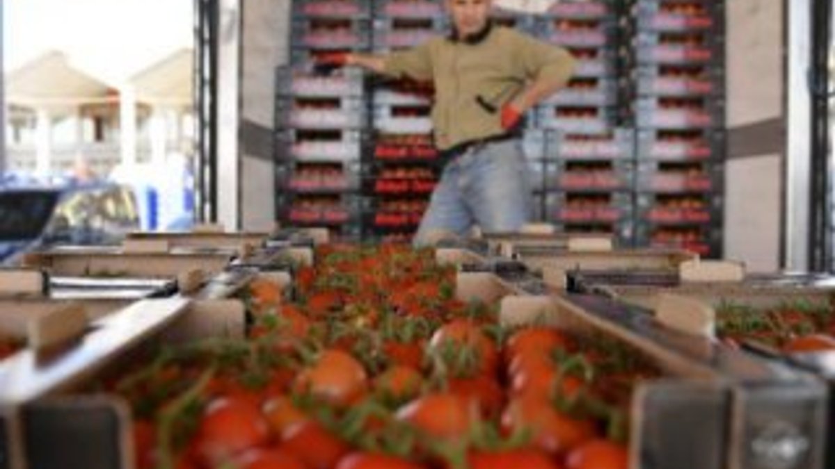 Türkiye'nin Rusya'ya domates ihracatı artacak