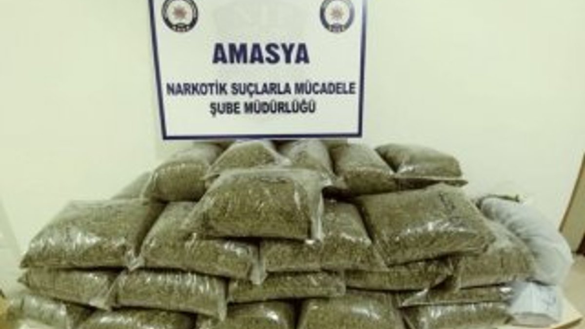 Amasya'da 21,8 kilo bonzai ele geçirildi