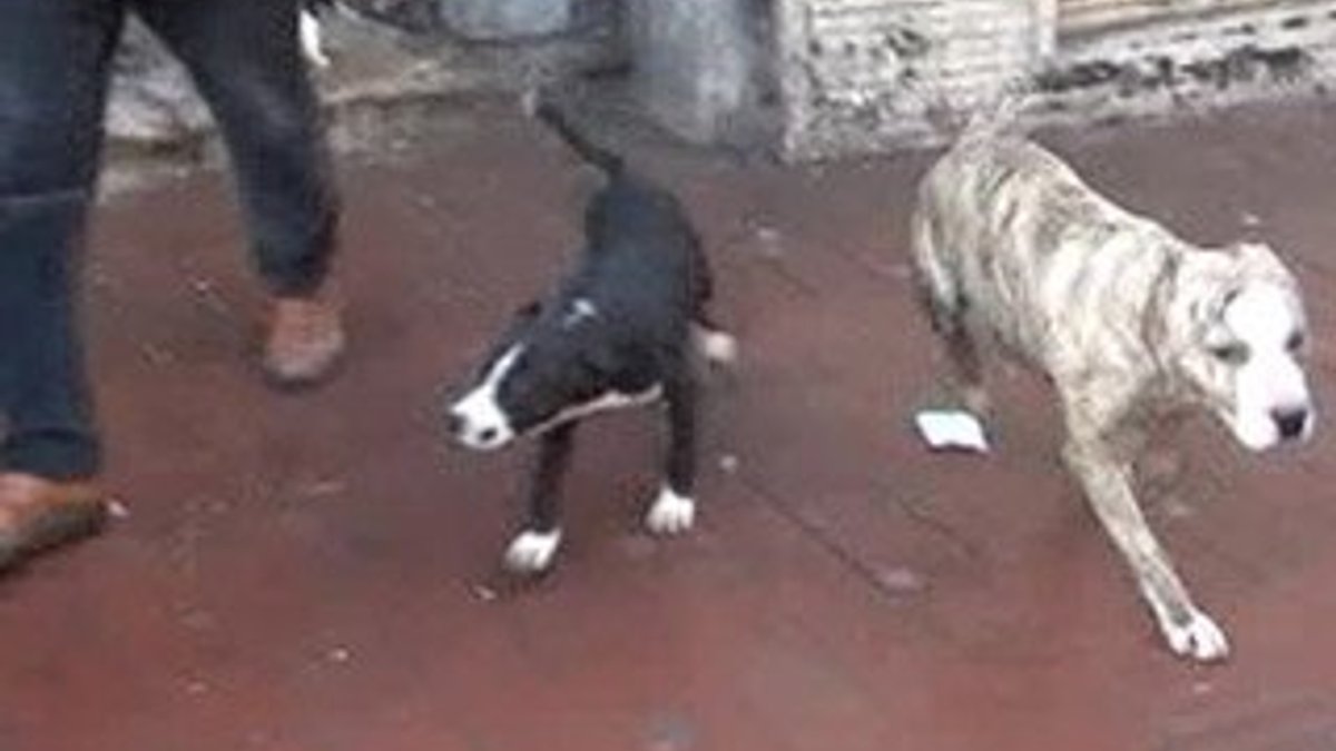 Taksim’de metruk binadan dövüş köpekleri çıktı