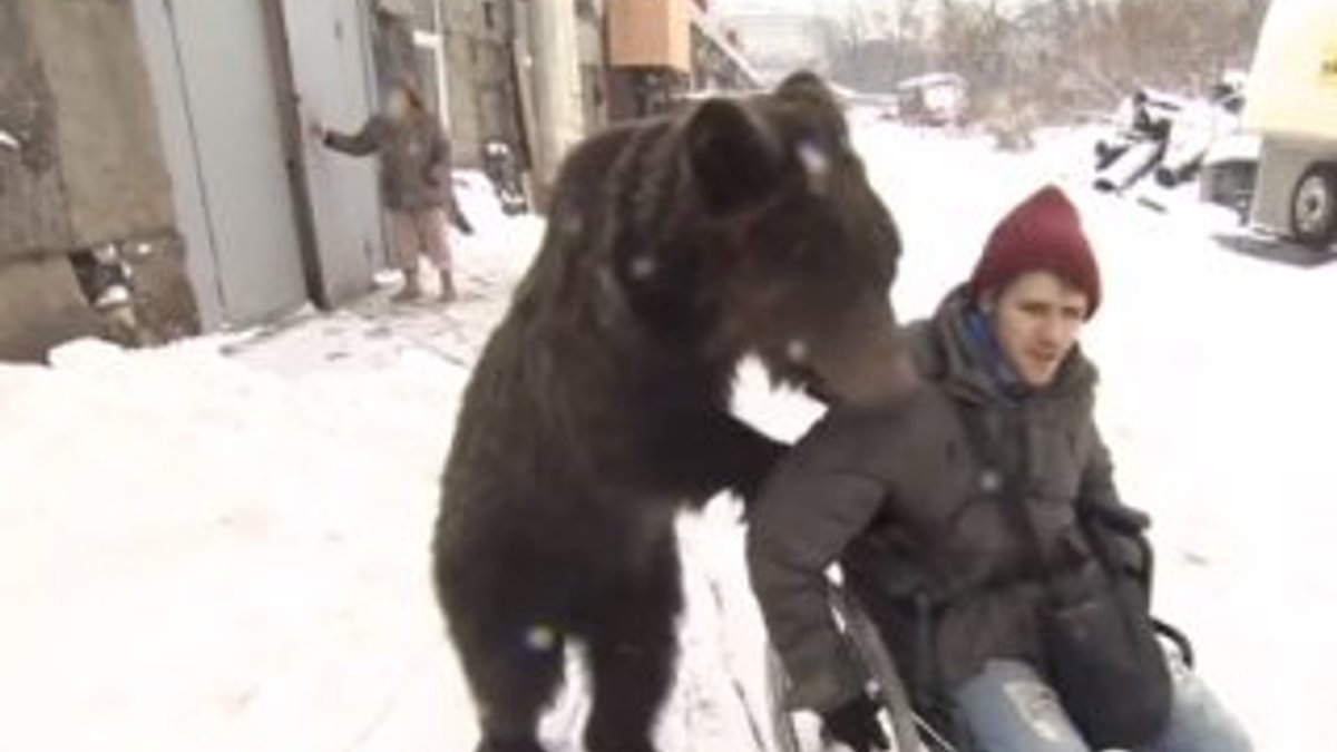 Rusya'da engelli genç ile ayının muhteşem dostluğu