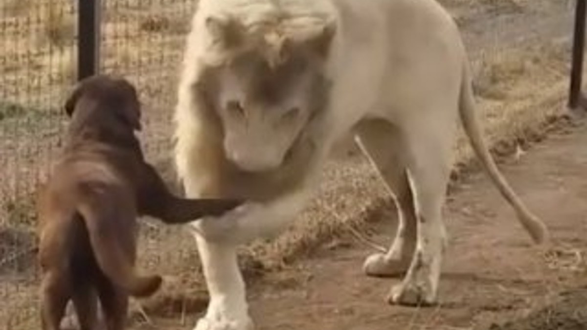 Köpeğin patisini öpen aslan