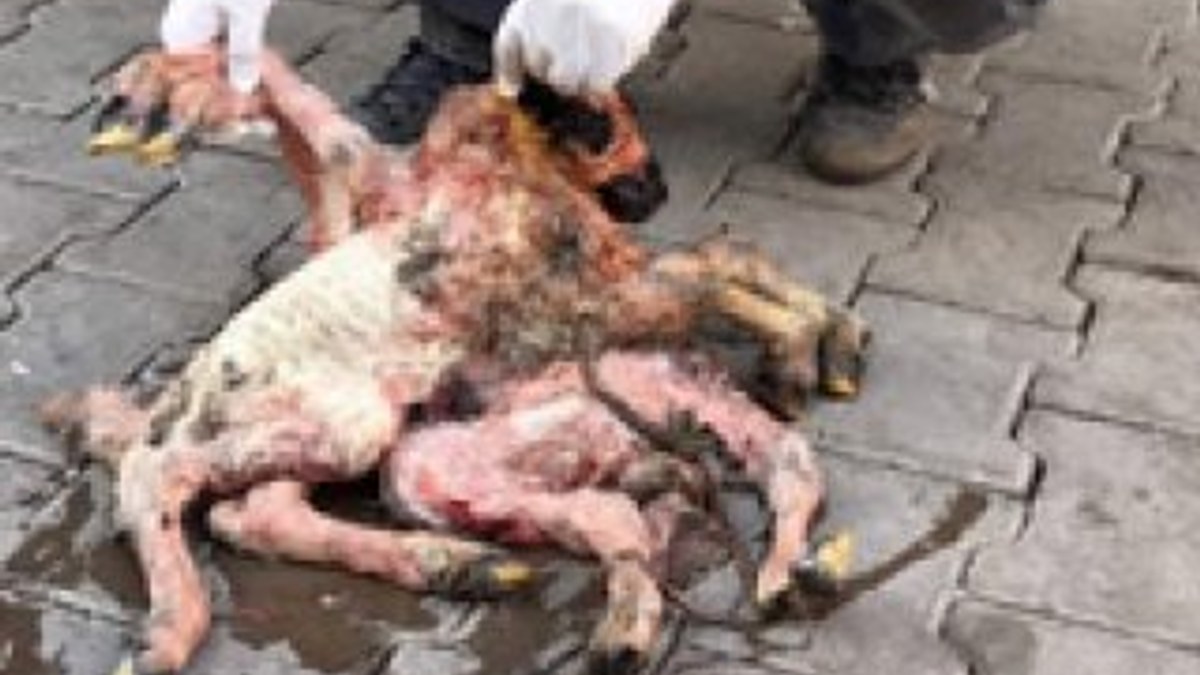Şanlıurfa'da 8 ayaklı kuzu ölü doğdu