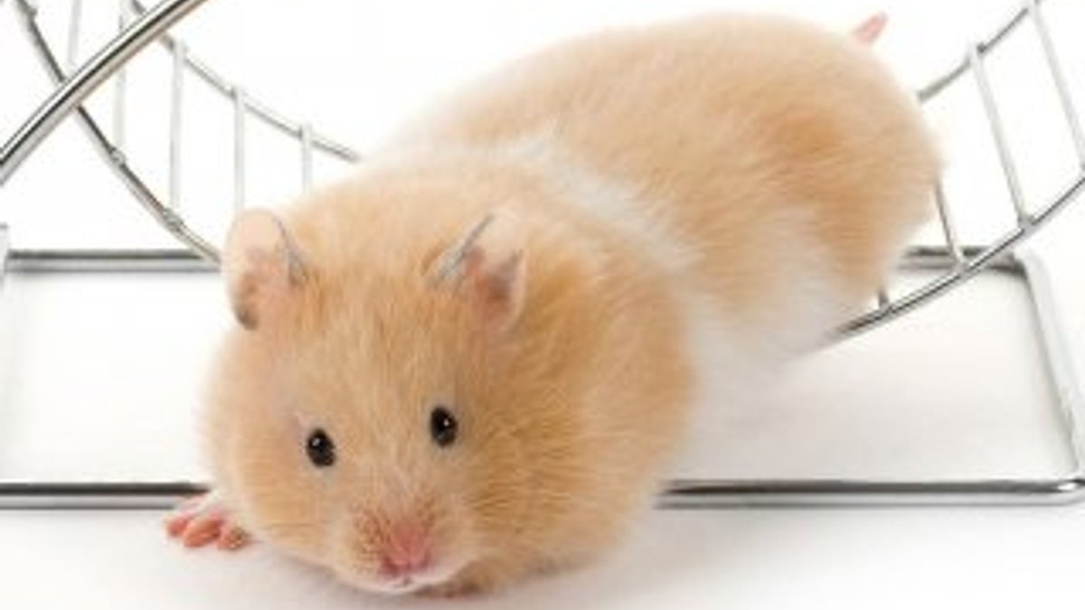 Seul virüsü ev hamsterların dışkısından bulaşıyor