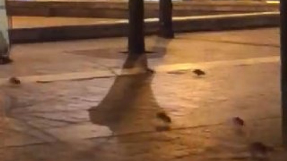 Paris'i fareler bastı