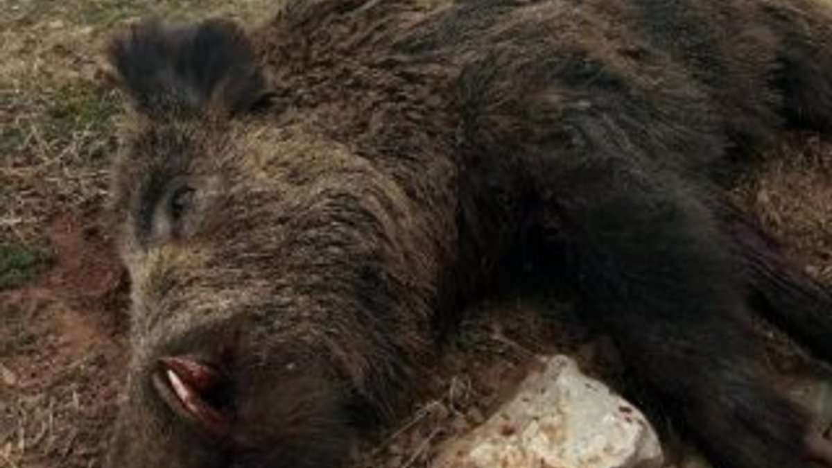 Sürek avında 30 yaban domuzu öldürüldü