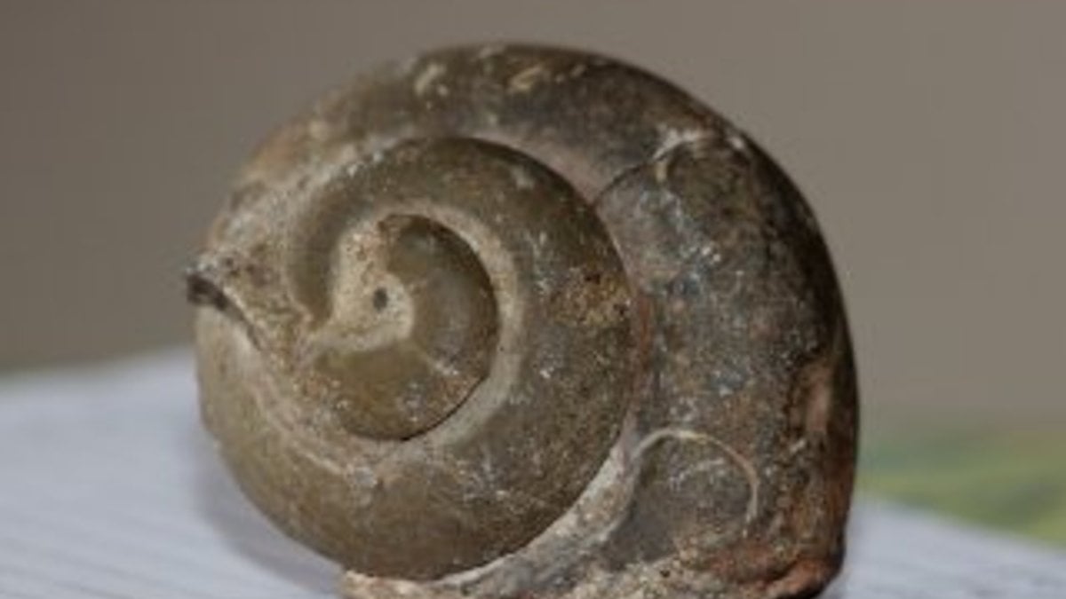 Giresun'da 65 milyon yıllık ammonit fosili bulundu