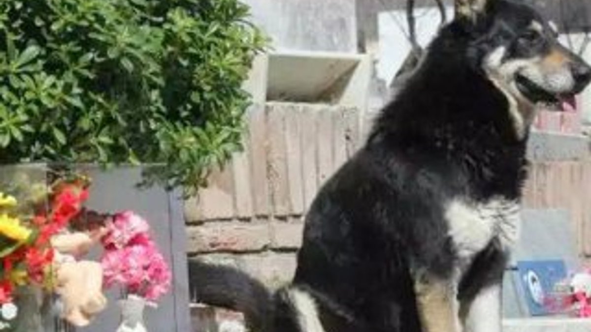 Sahibini 12 yıl mezar başında bekleyen köpek öldü