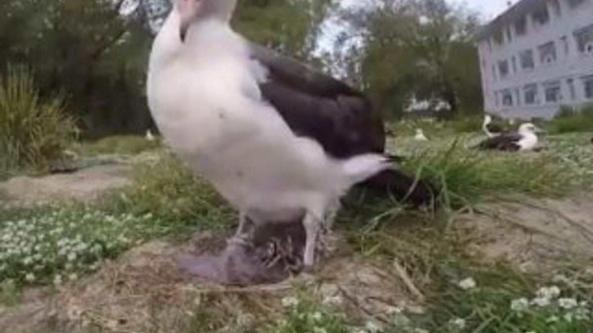 67 yaşında anne olan albatros