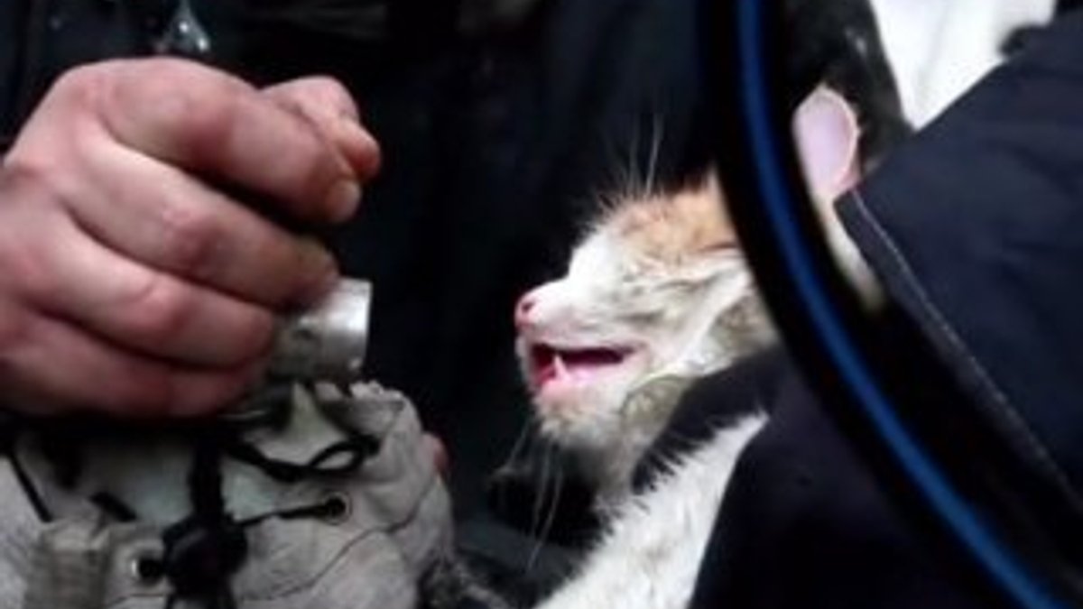 Yangından etkilenen kedi kalp masajıyla hayata döndü