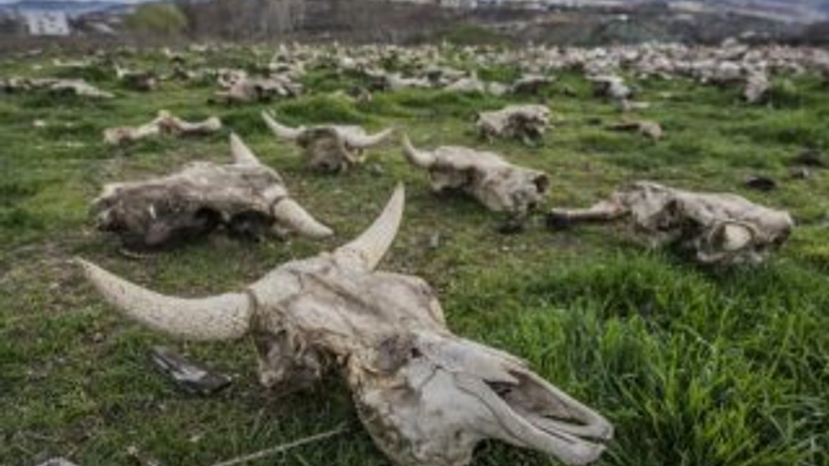 Tokat'ta yüzlerce büyükbaş hayvan kafatası bulundu