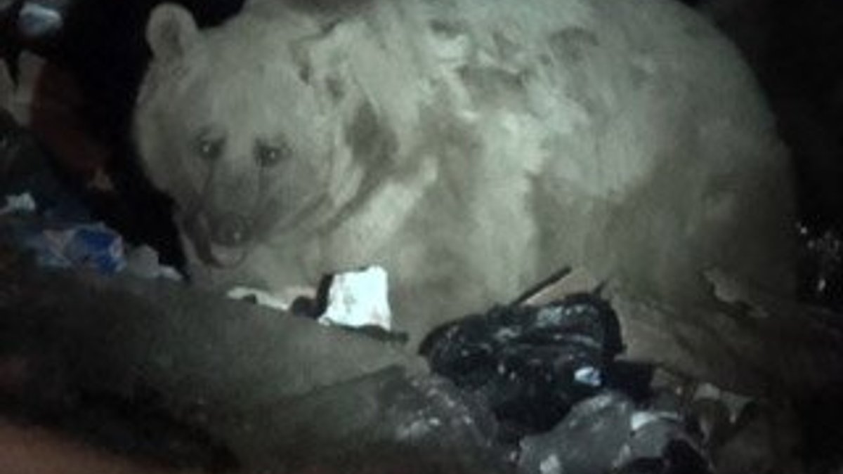 Uyku düzeni bozulan boz ayılar Sarıkamış'a indi