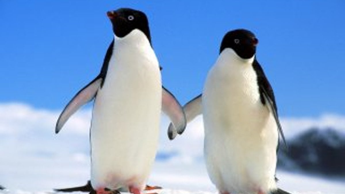 1,5 milyonluk penguen sürüsü keşfedildi