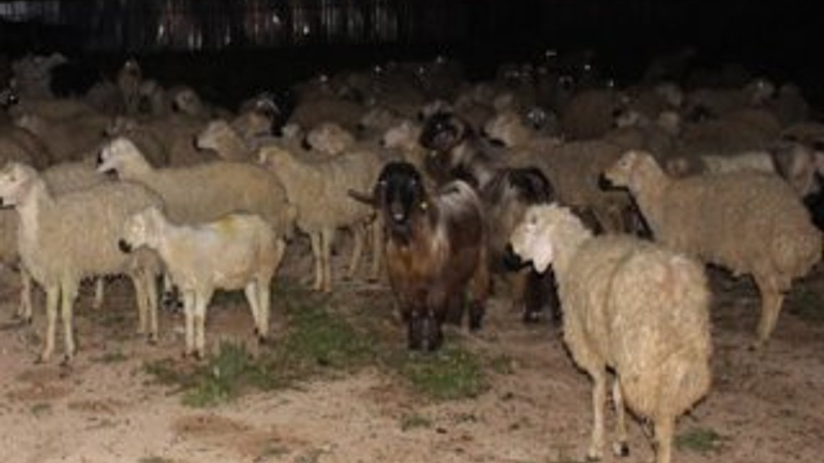 Adana'da çoban uyudu hayvanlar şehre indi