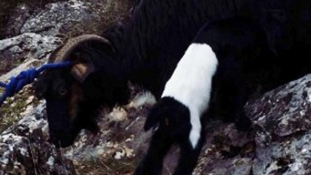 Kayalıkta doğum yapan keçi ile yavrusu kurtarıldı