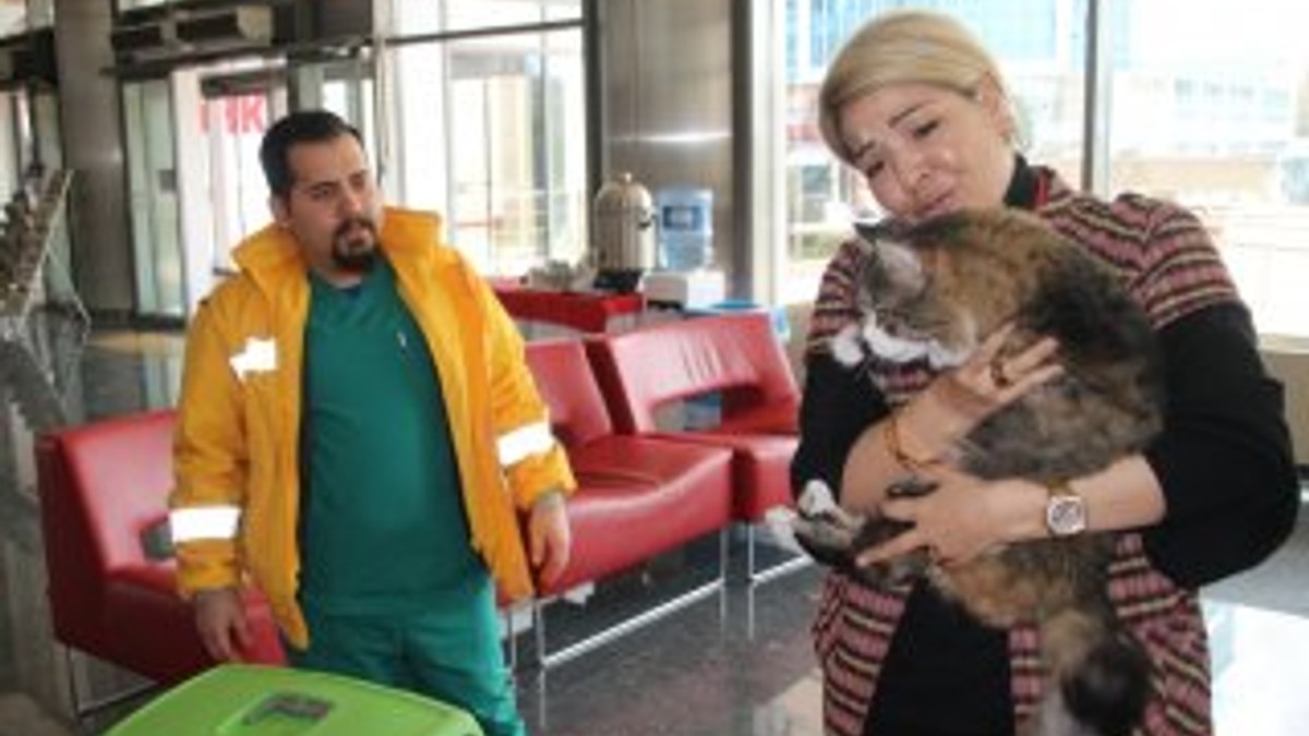 CHP'nin kedisi Şero sağlığına kavuştu