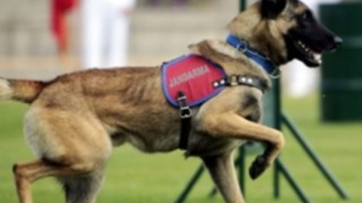 Arama köpekleri kanser teşhisinde kullanılabilir