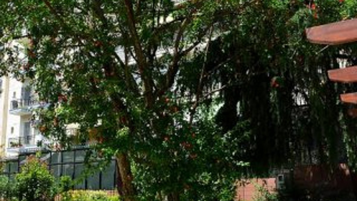 Atatürk Evi'ndeki asırlık nar ağacı tedavi edilecek