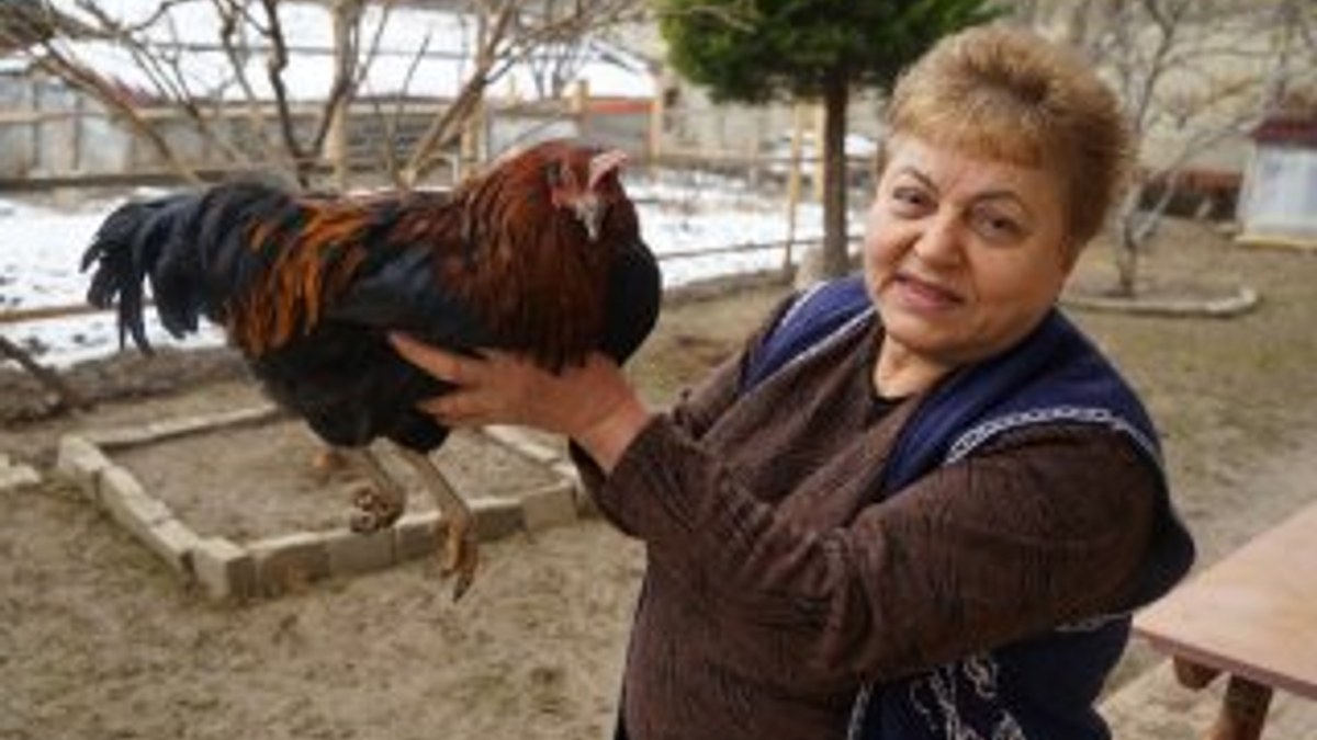 Beslediği tavukları horoza dönüşen kadın
