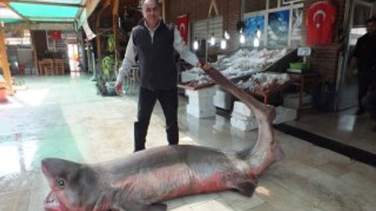 Akdeniz'de 4 metrelik köpek balığı yakalandı