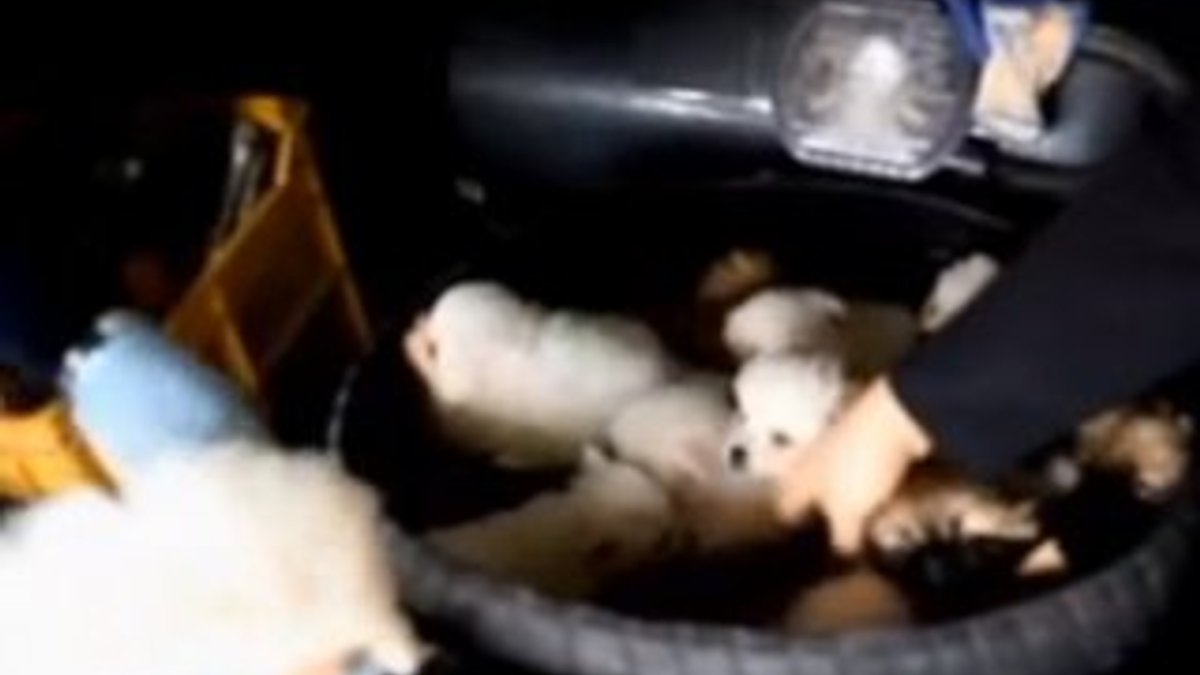 Stepne içinden 15 yavru köpek çıktı