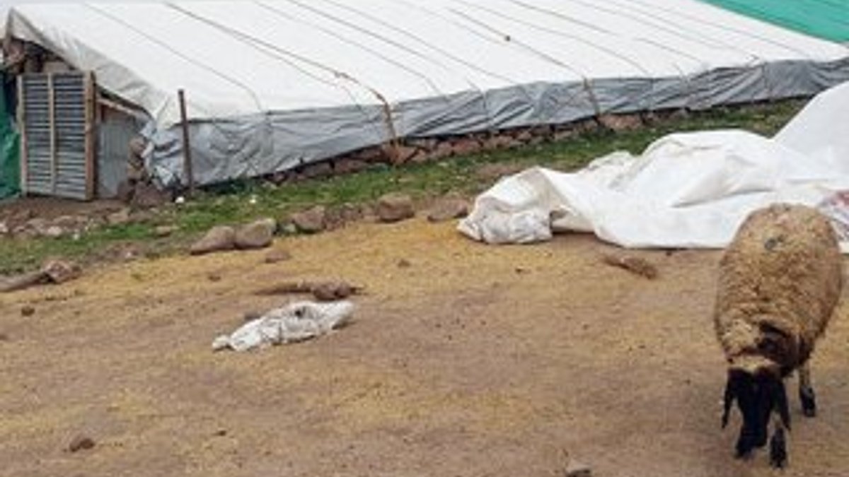 Tunceli'de 1 kedi, 14 koyunun ölmesine neden oldu