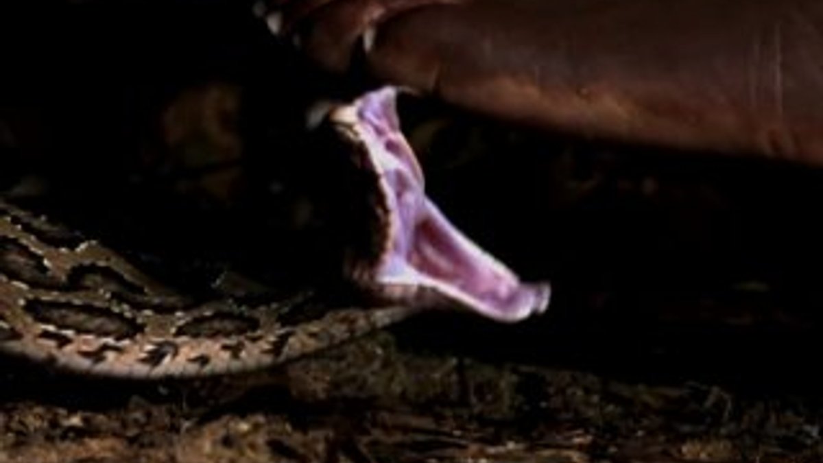 Ormanlık alanda yılanlar nasıl saldırır VİDEO