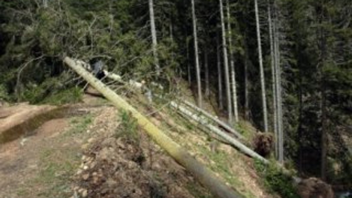 Ordu'da ağaçlar fırtınanın şiddetine dayanamadı