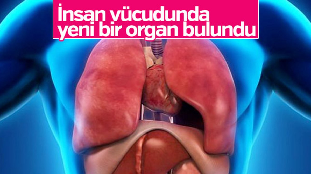 İnsan vücudunda yeni bir organ bulundu