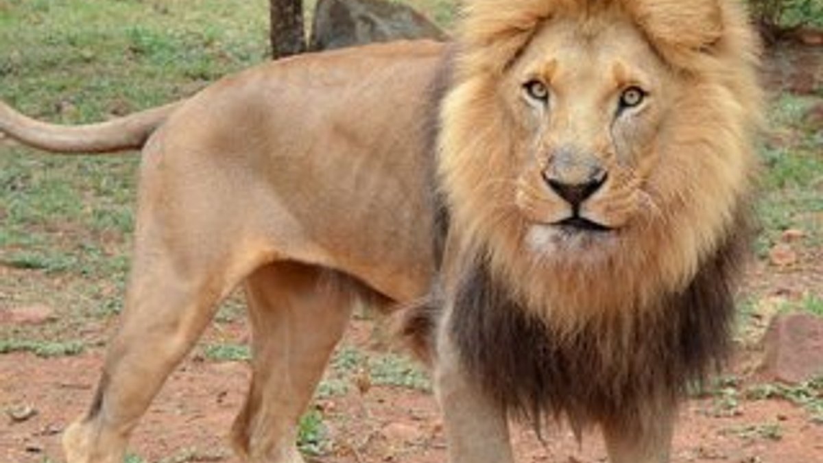 Güney Afrika'da aslan avcıyı yedi