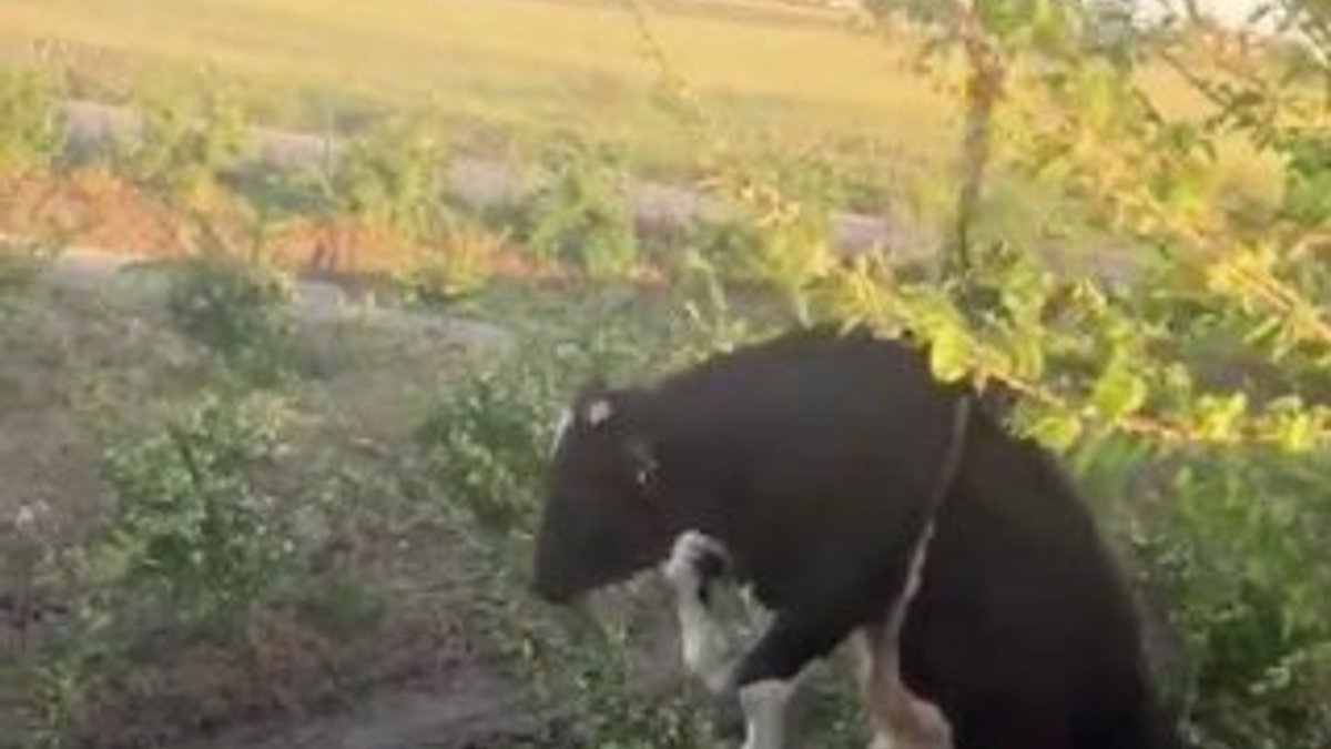 Adana'da inek kurtarma operasyonu