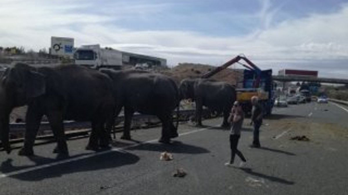 İspanya'da filler yolları kapattı