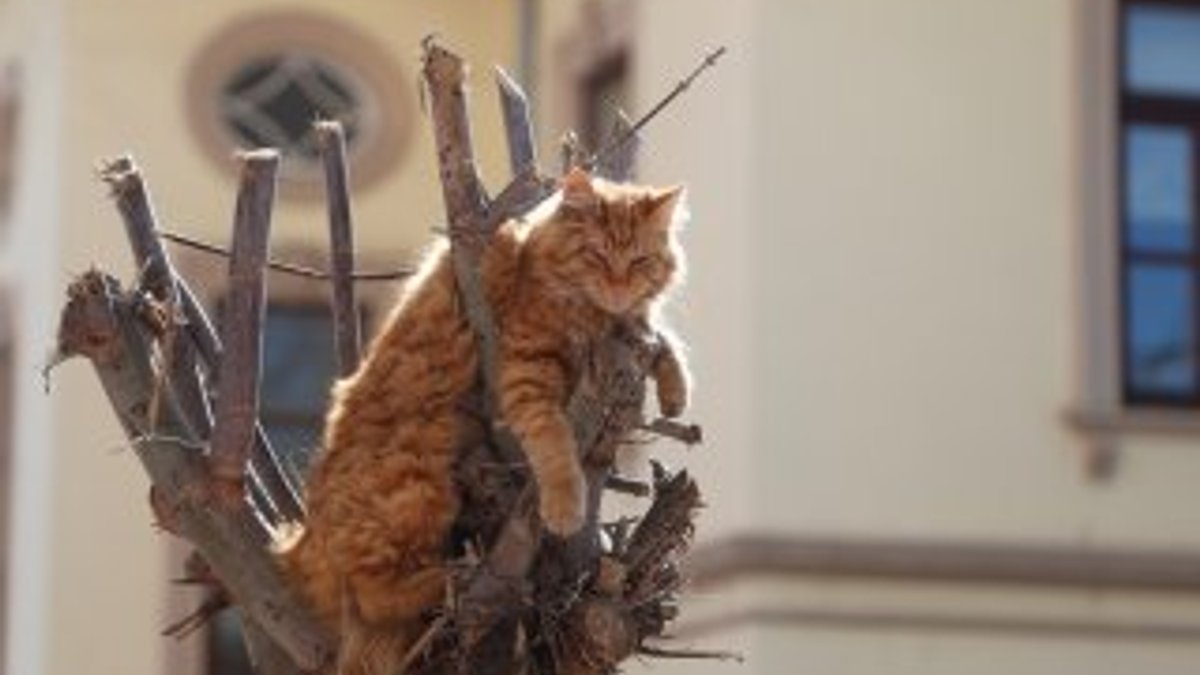 Tekirdağ'da ağaçtan inemeyen kediyi itfaiye kurtardı