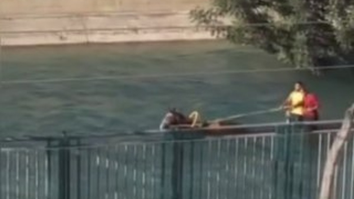 Sulama kanalında at arabası süren Adanalılar