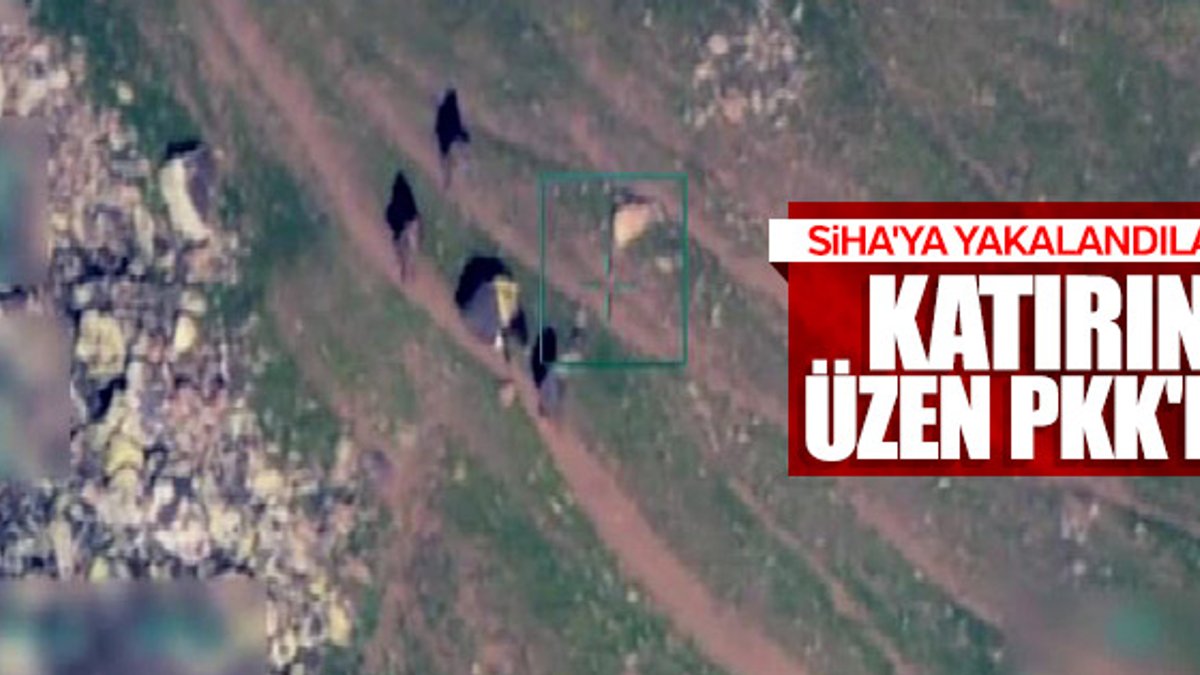 PKK'lı teröristler hayvanlara da zulmediyor