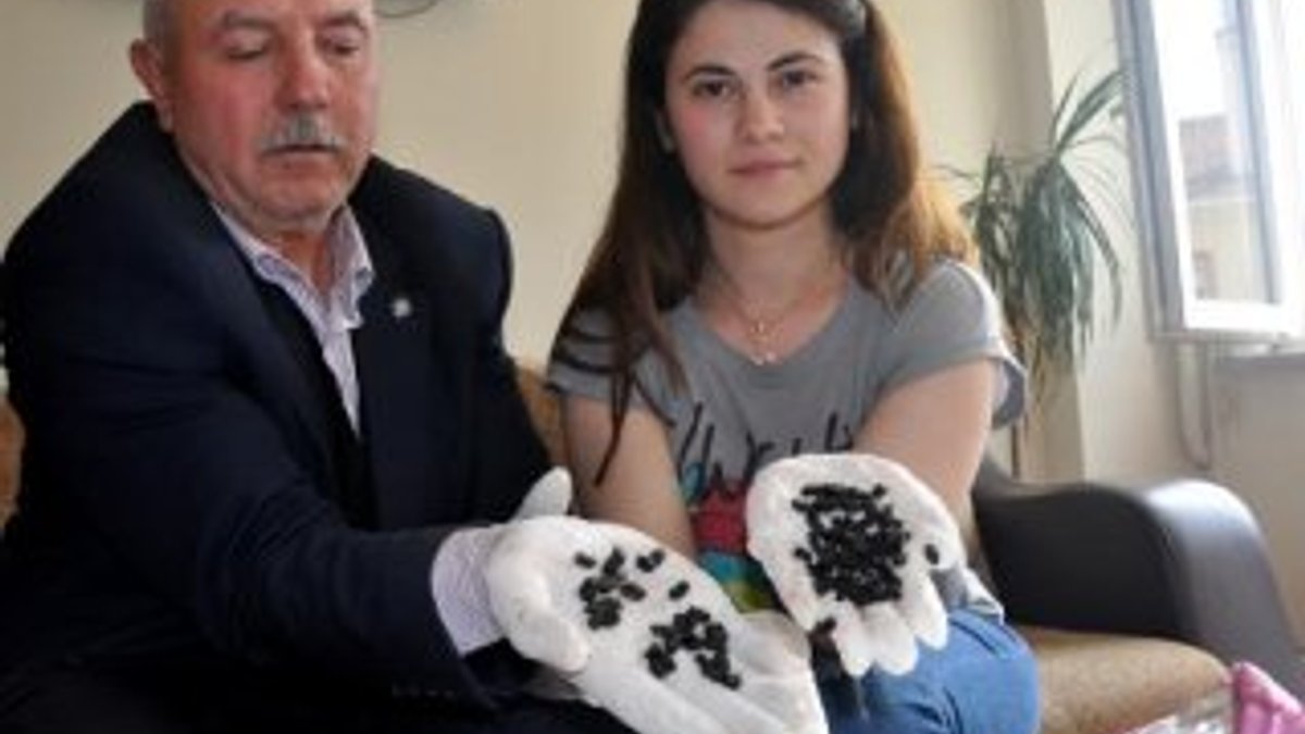 Bursa'da tarlaya atılan böcekler 'bakla zınnı' çıktı