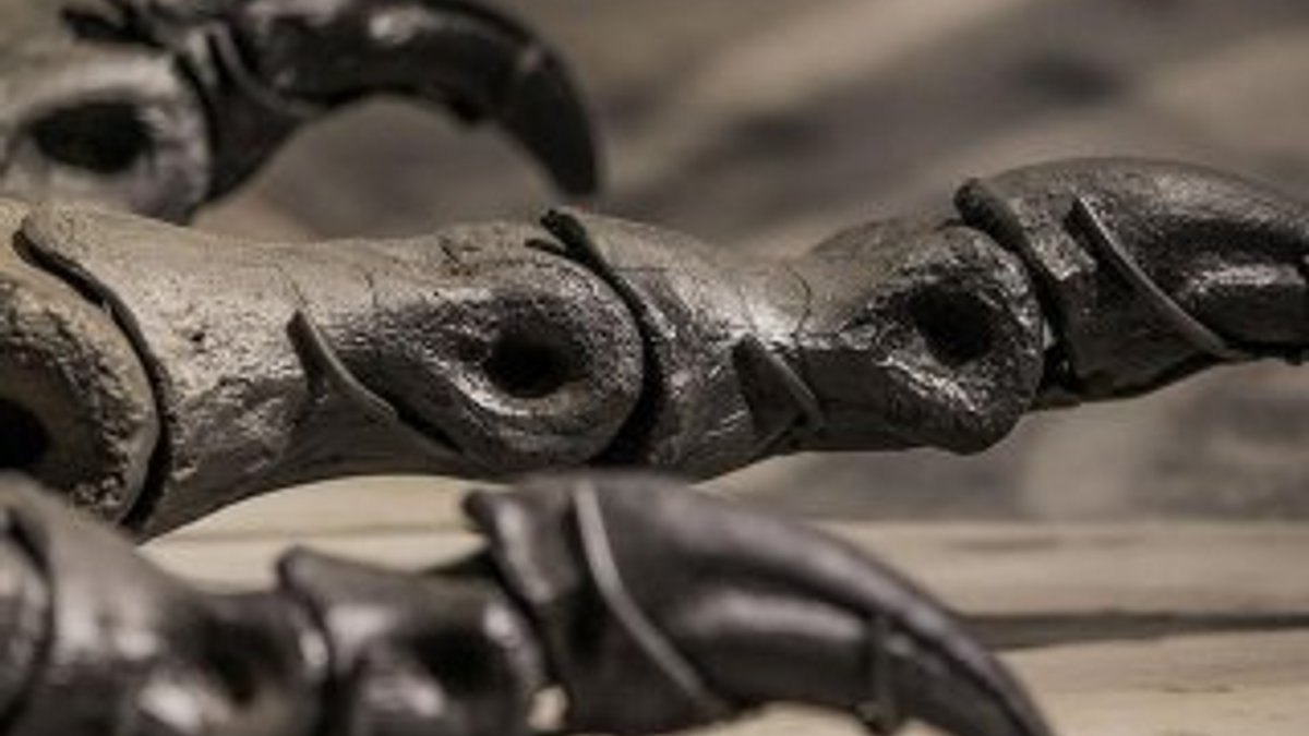 Dinozor iskeleti 3 milyon euroya satıldı