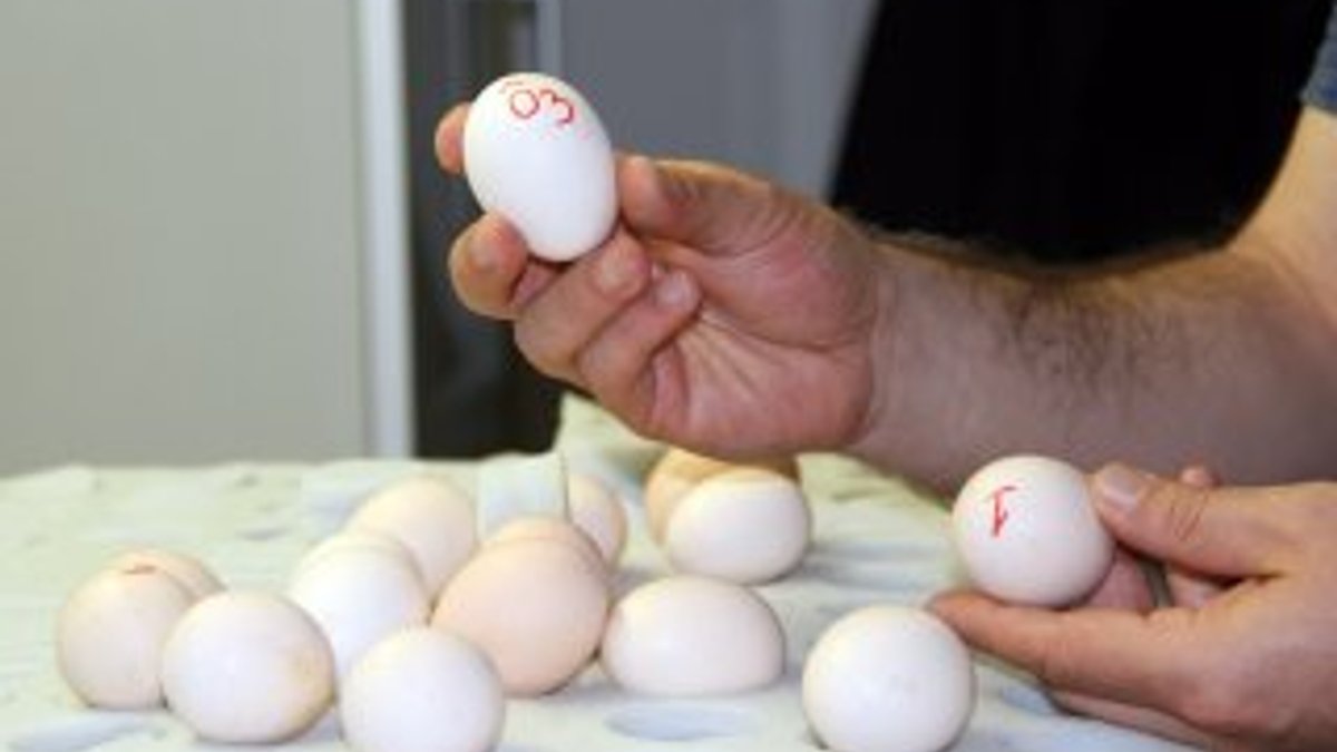 802 adet ejderha tavuğu yumurtası ele geçirildi