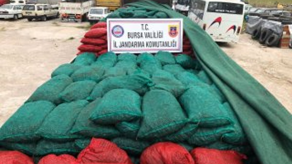 Bursa'da 30 ton kaçak midye ele geçirildi
