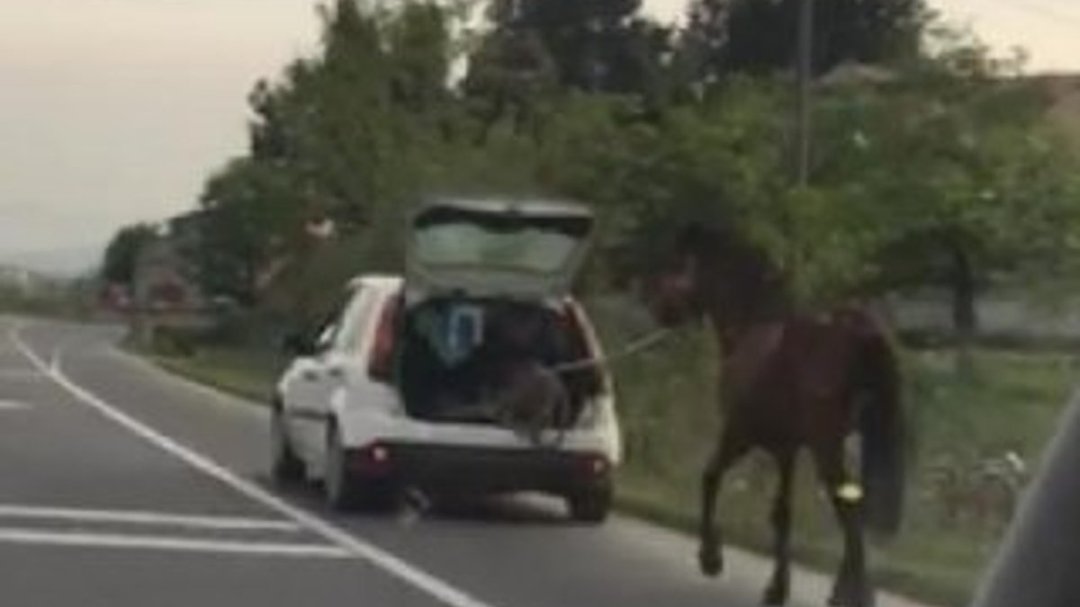 Vicdansız sürücü atı aracına bağlayıp koşturdu