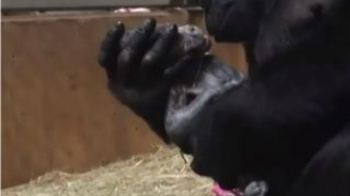 Doğum yapan gorilin anne şefkati