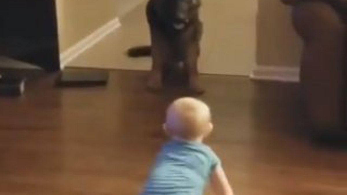 Bebekle saklambaç oynayan köpek