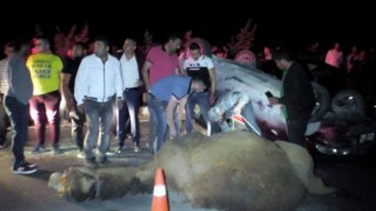Aydın'da 2 araç deveye çarptı: 4 kişi yaralandı